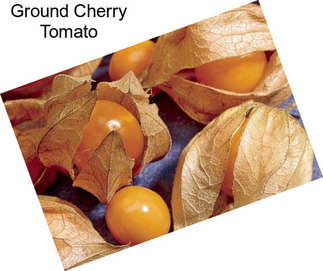 Ground Cherry Tomato