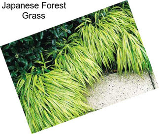 Japanese Forest Grass