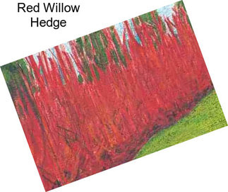 Red Willow Hedge