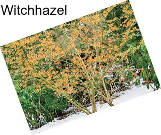 Witchhazel