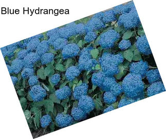 Blue Hydrangea