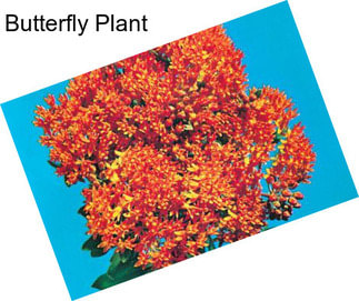 Butterfly Plant