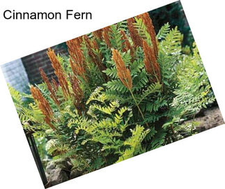 Cinnamon Fern