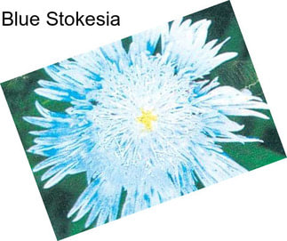 Blue Stokesia