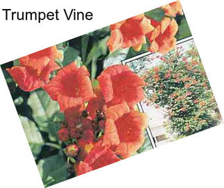 Trumpet Vine