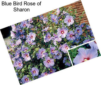 Blue Bird Rose of Sharon