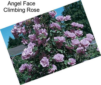 Angel Face Climbing Rose