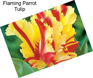 Flaming Parrot Tulip