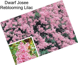 Dwarf Josee Reblooming Lilac