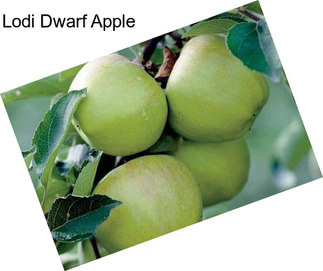 Lodi Dwarf Apple