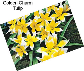 Golden Charm Tulip