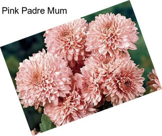 Pink Padre Mum