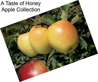 A Taste of Honey Apple Collection