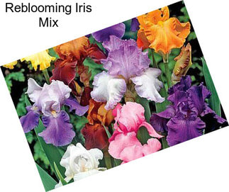 Reblooming Iris Mix