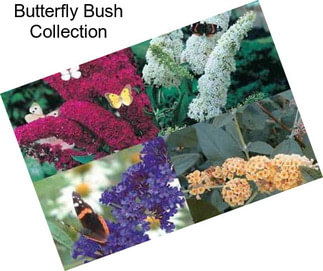 Butterfly Bush Collection