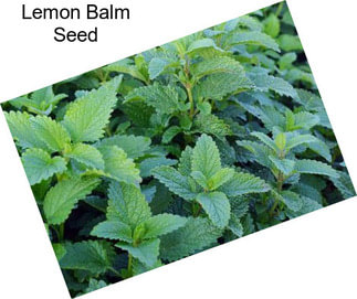 Lemon Balm Seed