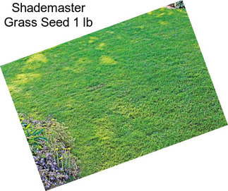 Shademaster Grass Seed 1 lb