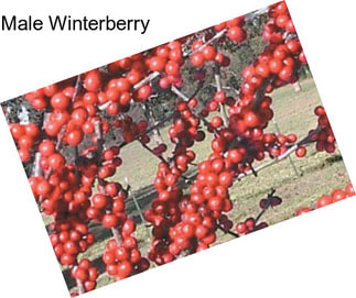 Male Winterberry