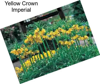 Yellow Crown Imperial