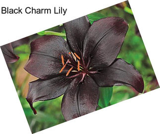 Black Charm Lily
