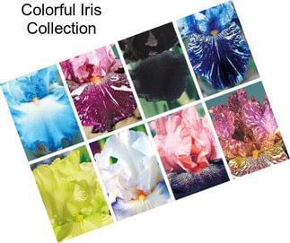 Colorful Iris Collection