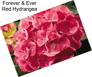 Forever & Ever Red Hydrangea