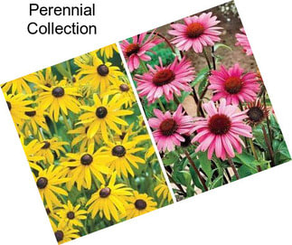 Perennial Collection