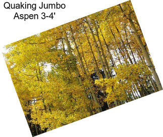 Quaking Jumbo Aspen 3-4\'