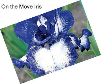 On the Move Iris