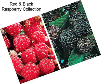 Red & Black Raspberry Collection