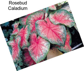 Rosebud Caladium