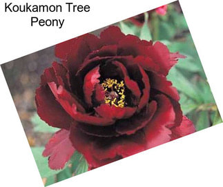 Koukamon Tree Peony