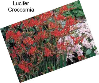 Lucifer Crocosmia