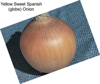 Yellow Sweet Spanish (globe) Onion
