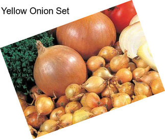 Yellow Onion Set