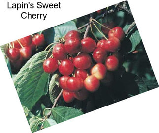 Lapin\'s Sweet Cherry