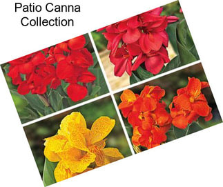 Patio Canna Collection