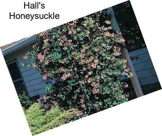 Hall\'s Honeysuckle