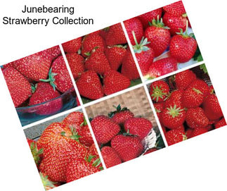 Junebearing Strawberry Collection