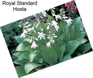 Royal Standard Hosta