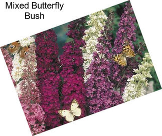 Mixed Butterfly Bush