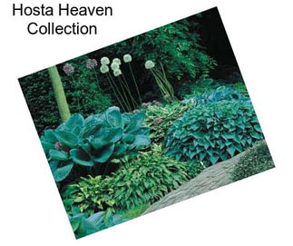 Hosta Heaven Collection