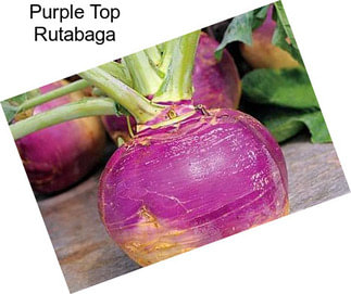 Purple Top Rutabaga