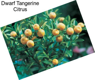 Dwarf Tangerine Citrus
