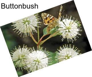 Buttonbush