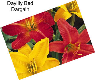 Daylily Bed Dargain