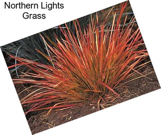 Northern Lights Grass