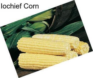 Iochief Corn