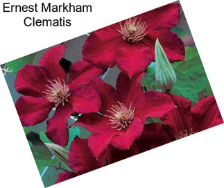 Ernest Markham Clematis