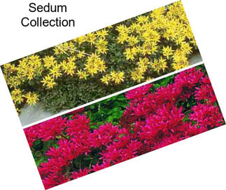 Sedum Collection